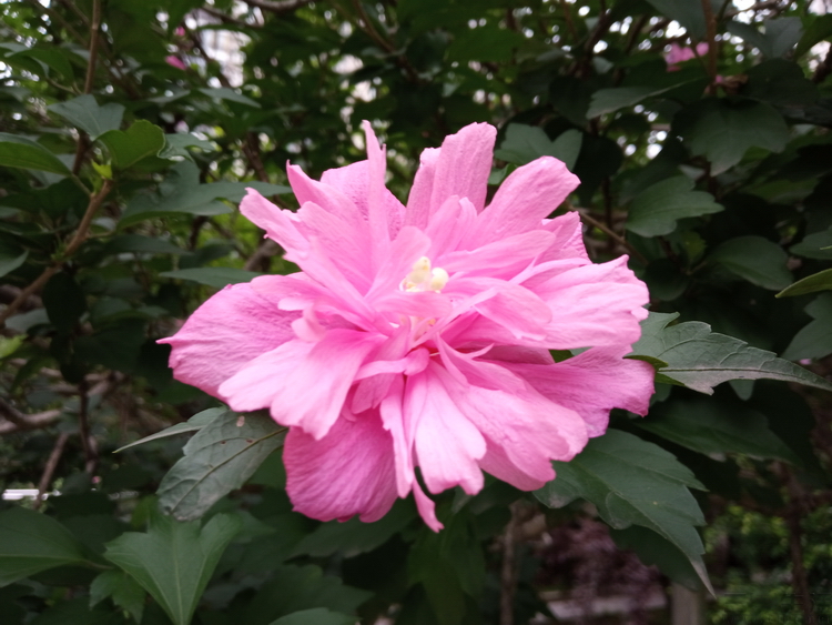 redmi值得入手千元机,redmi超高性价比