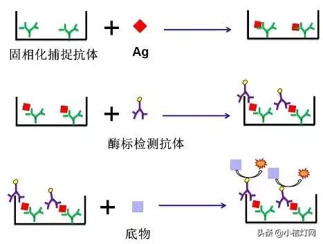 病毒性肝炎首选的检测指标,肝炎病毒全套检测项目