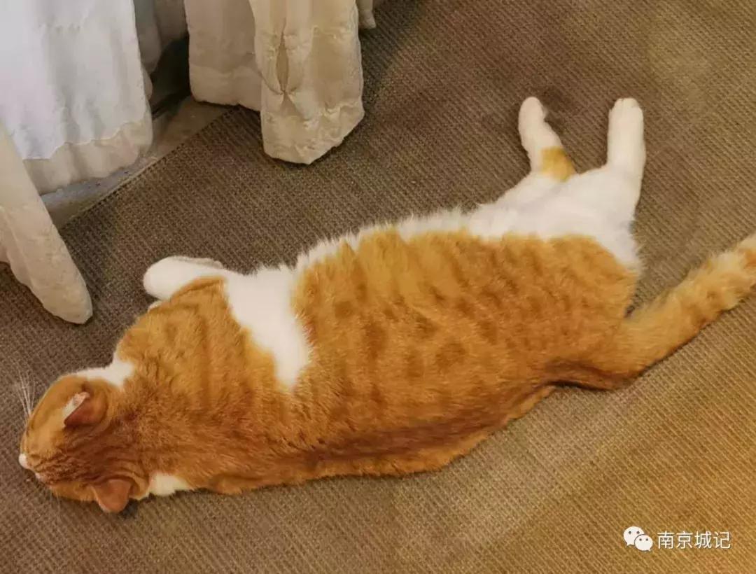 上海老破小弄堂,南京小资打卡圣地