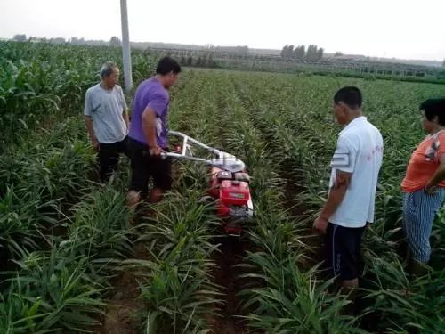 种姜怎么种产量更高,春耕进行时农村种姜