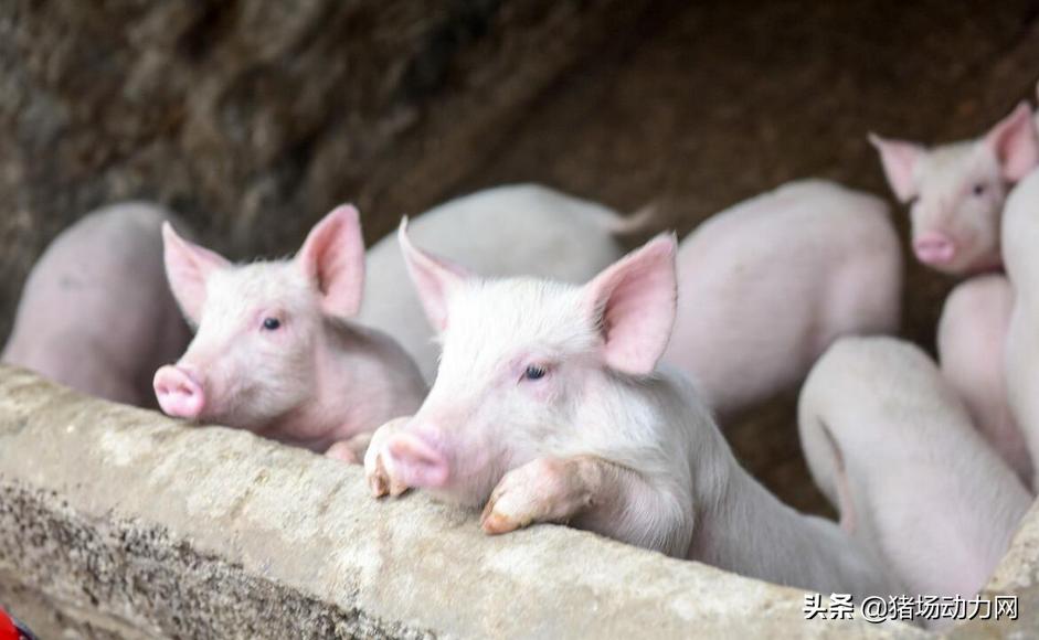 猛涨500元！农业农村部大动作落地，凭什么母猪如此金贵？