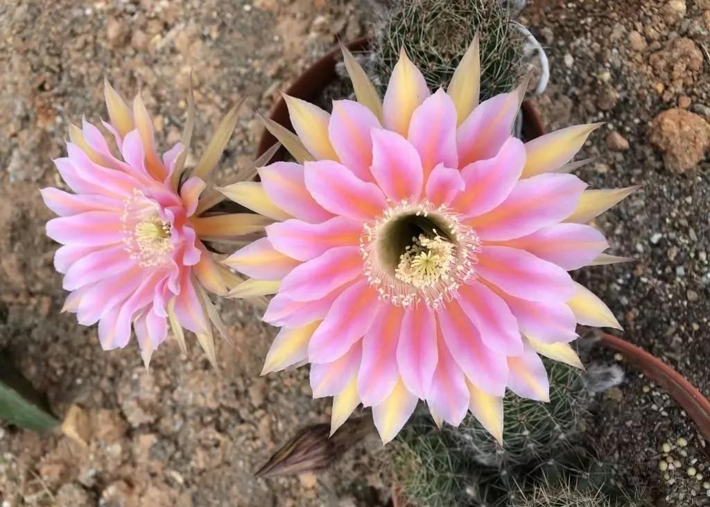 100种仙人球花图片,100种仙人球的品种视频