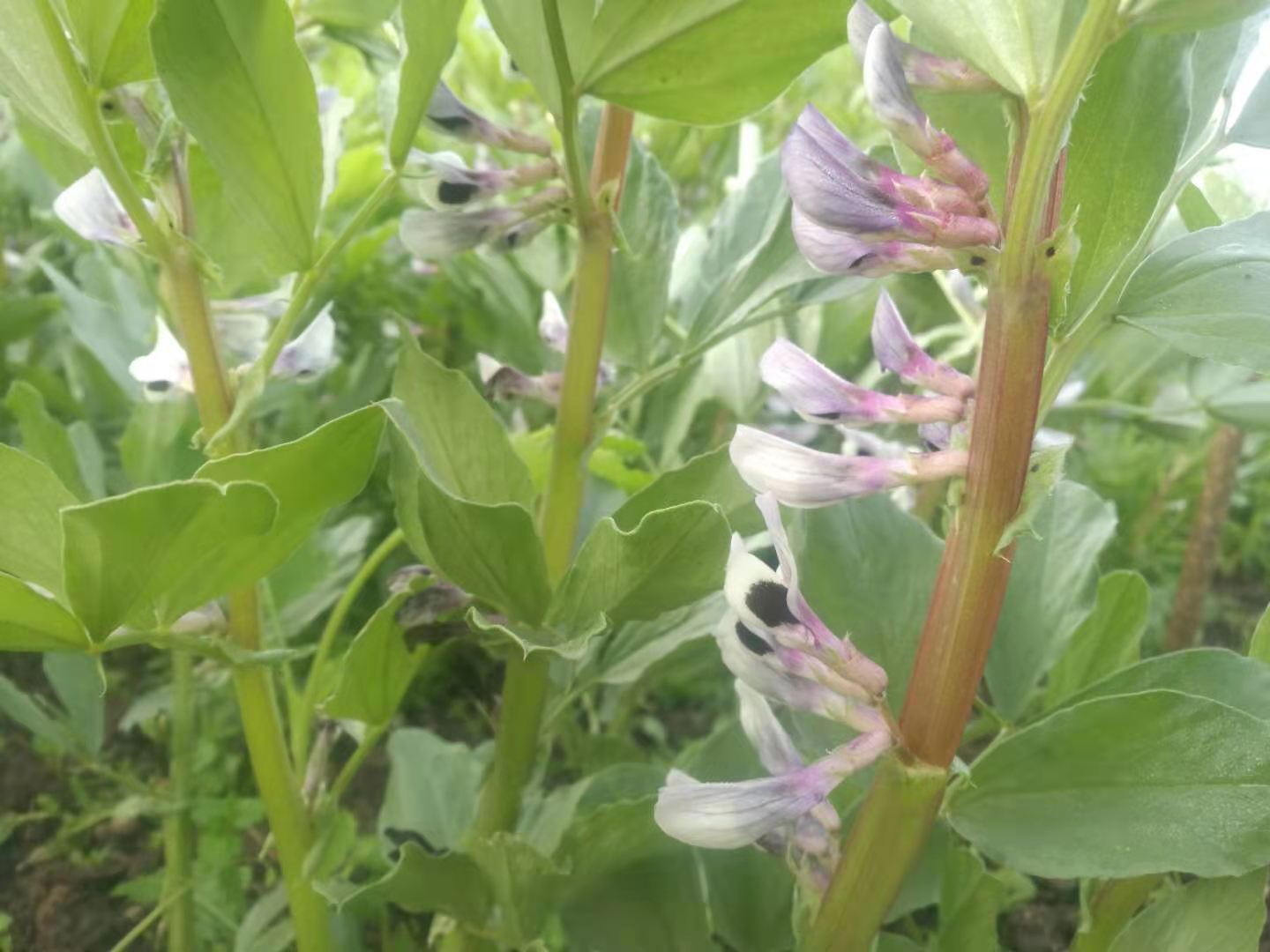 蚕豆你们家乡叫什么,你知道蚕豆是什么吗