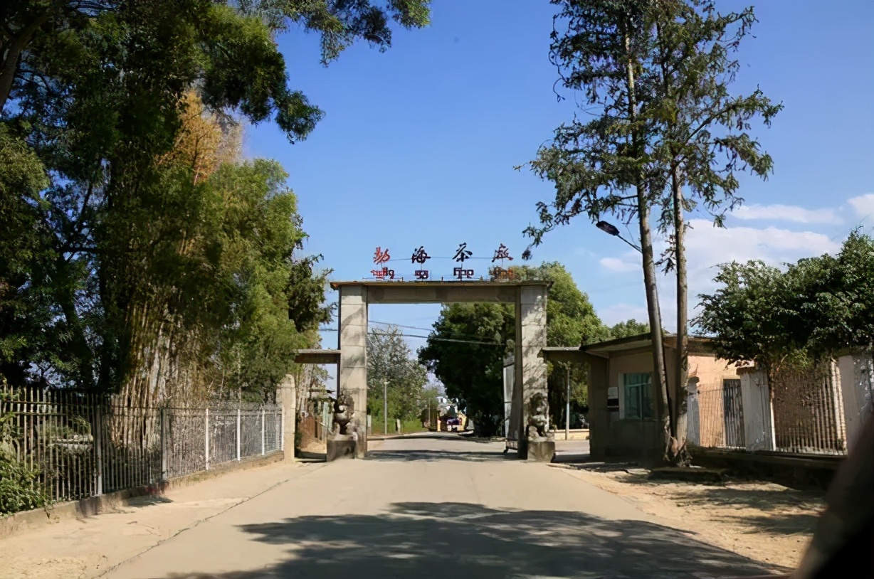 最惨茶厂：高频轰炸中坚持生产茶叶