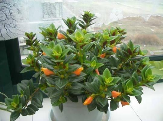 金鱼吊兰怎么养才能快速开花,春天金鱼吊兰开花可以晒太阳吗