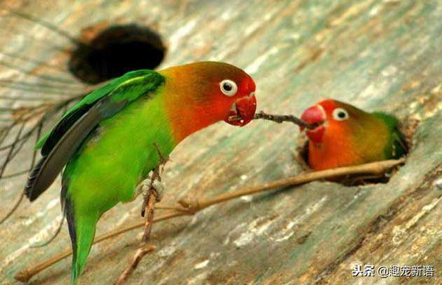 如何养好宠物鹦鹉视频讲解,萌宠造型鹦鹉怎么养