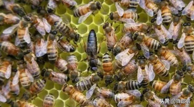 蜜蜂产生了新蜂王老蜂王怎么办,蜜蜂越冬前怎样撤脾