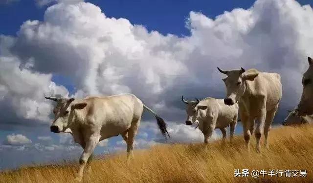 牛常见品种有哪些,牛的品种介绍及图片