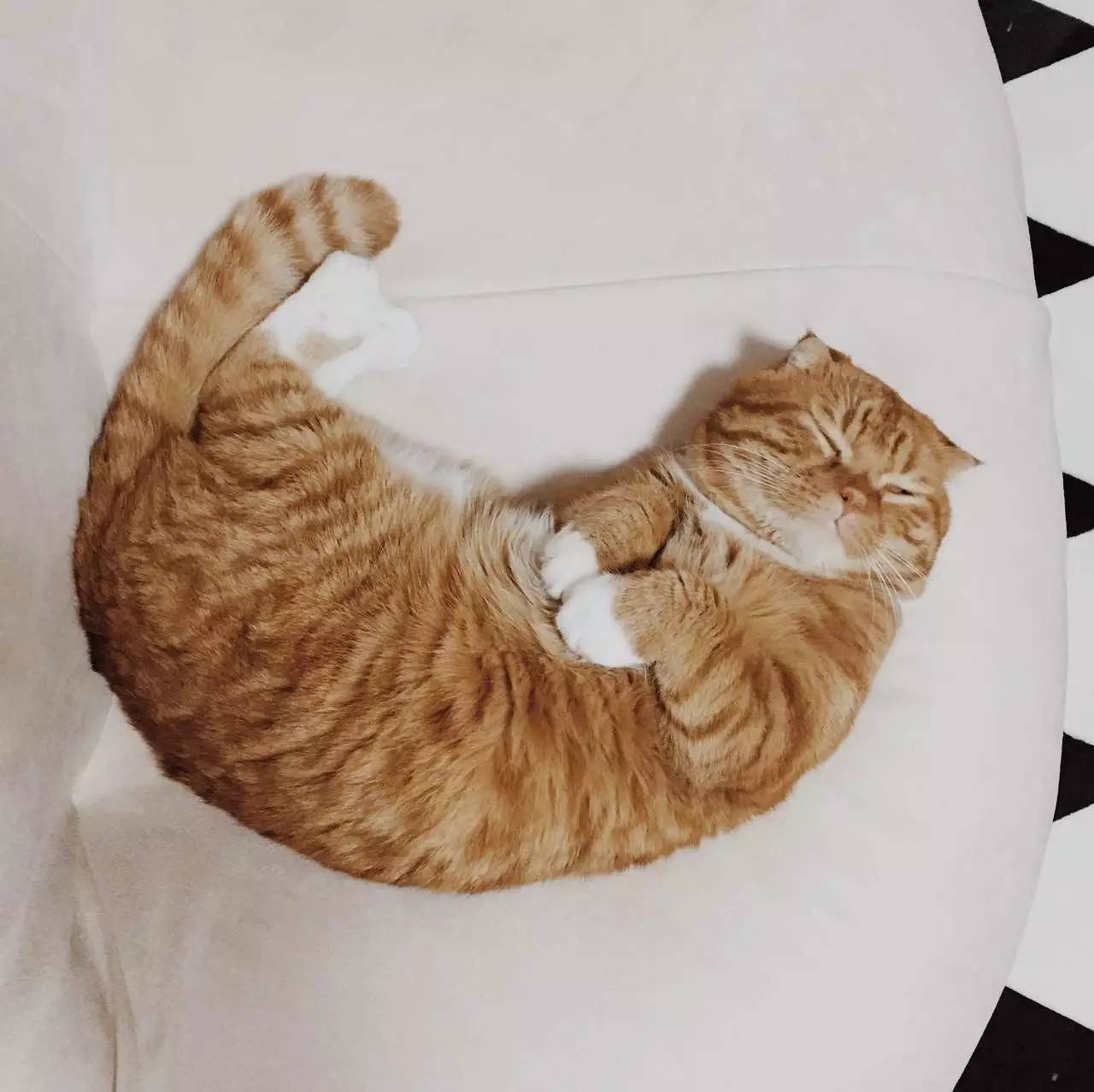 猫咪没有大姨妈,猫咪没有大姨妈吗