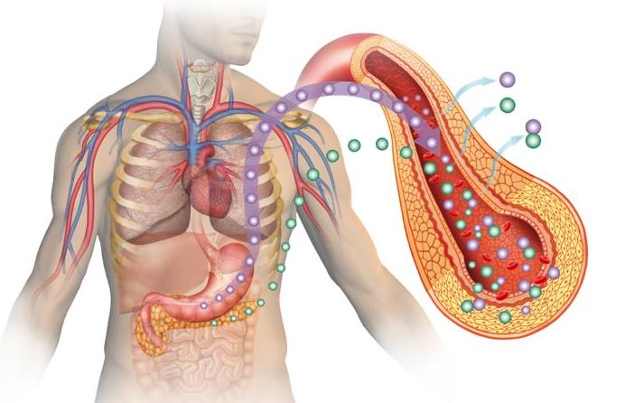 胰岛素与增肌绝对干货 (胰岛素水平低如何增肌)