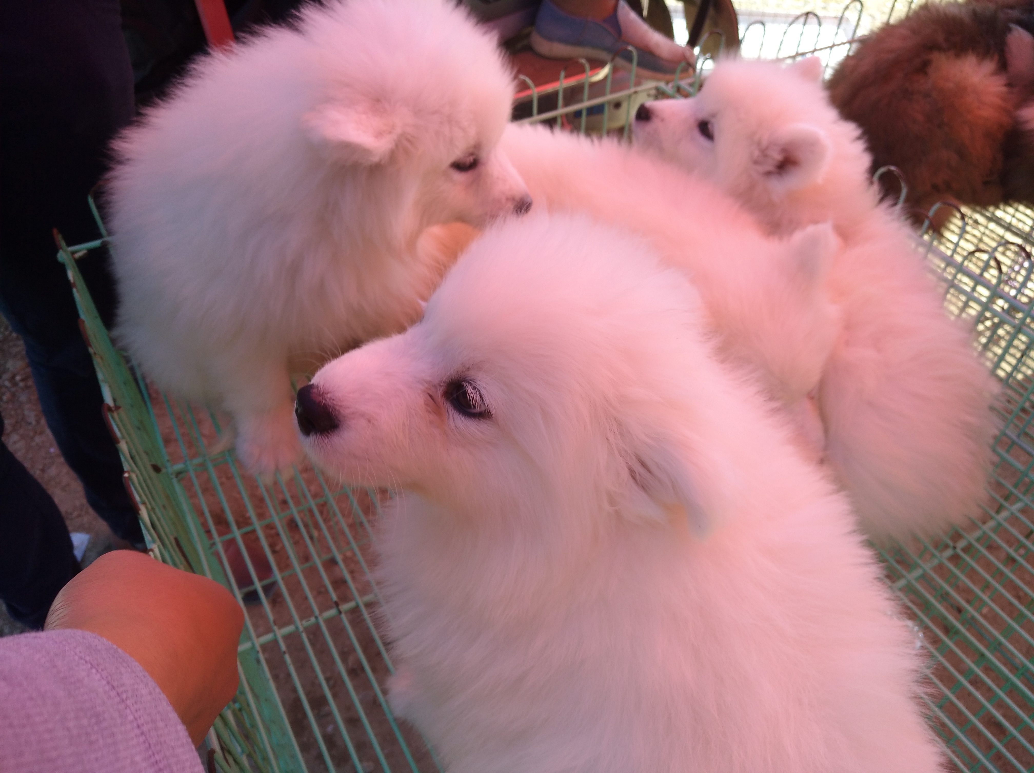 狗市买萨摩耶5元一只,狗市上一只萨摩耶一般多少钱