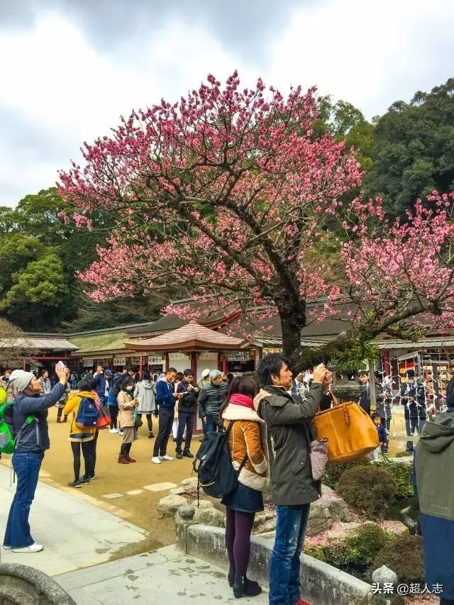 梦旅人｜999元５天日韩邮轮游，靠谱吗?