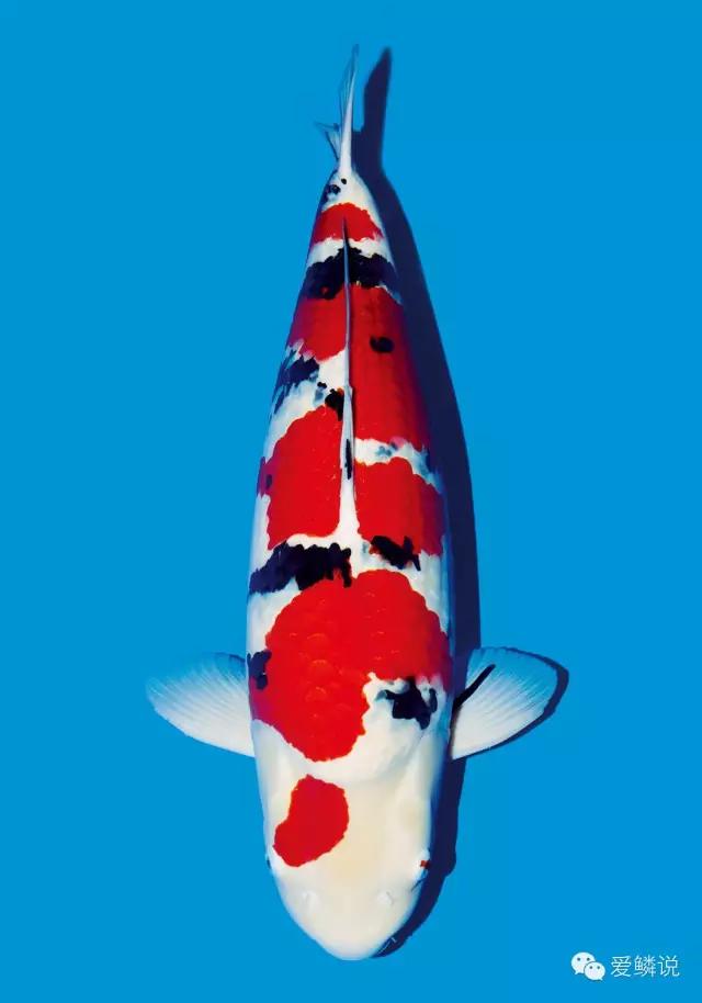 锦鲤眼睛凹陷还有血丝怎么回事,锦鲤尾巴上红色血丝是正常的吗