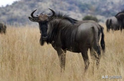 这三种常见肉最好别吃,以下这六种肉再穷都不要吃