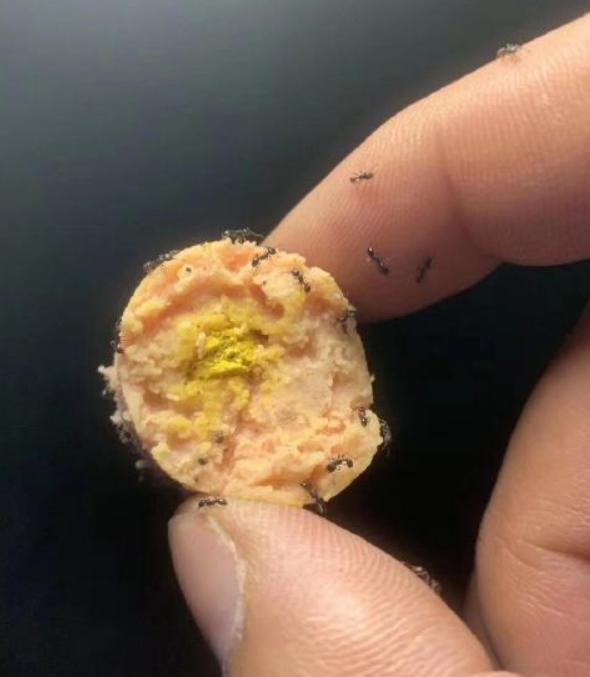 一小区多条狗被毒死怎么办,狗狗误食敌敌畏中毒有什么解法