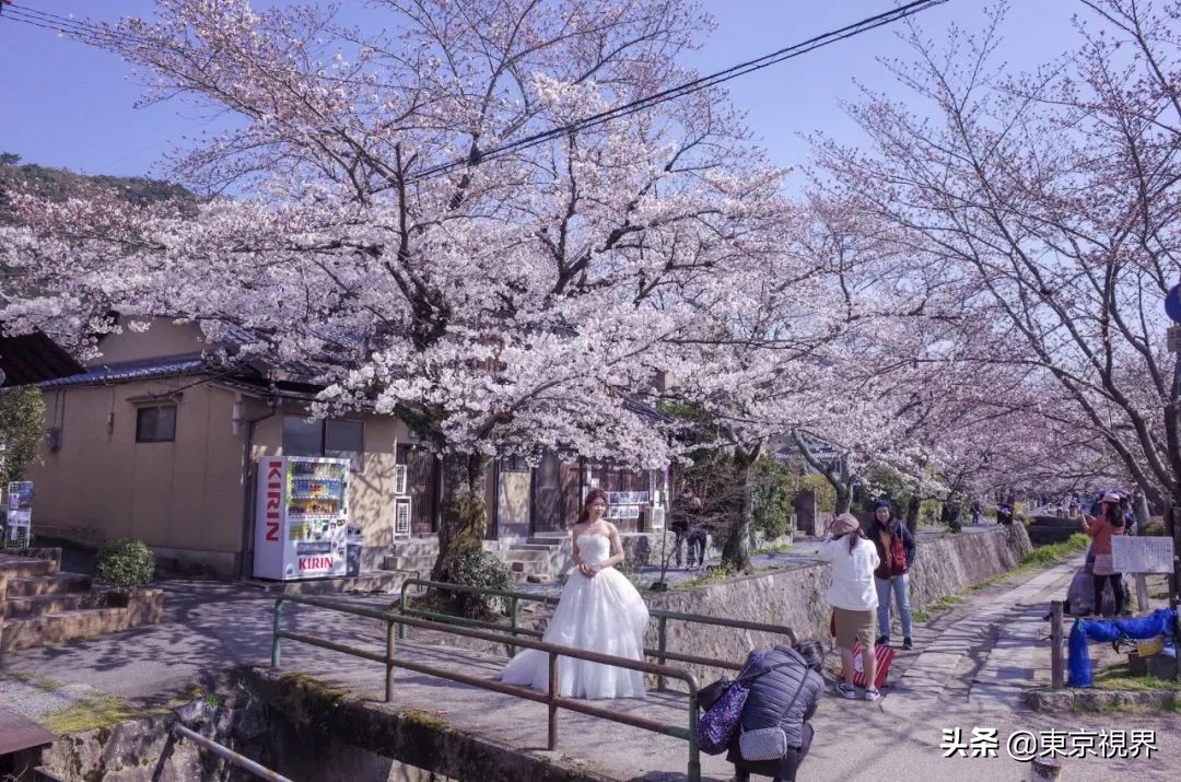 我在京都,攒下一整个春日的绝美樱色送给你。