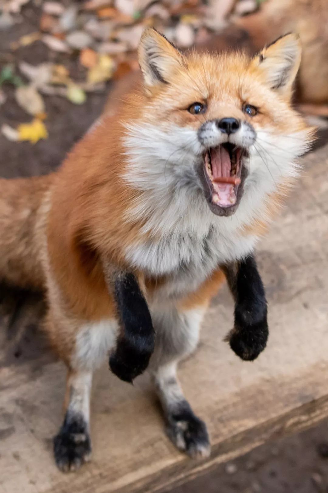 日本这只丧脸小狐狸霸占热搜，吃不到东西的委屈样萌化网友