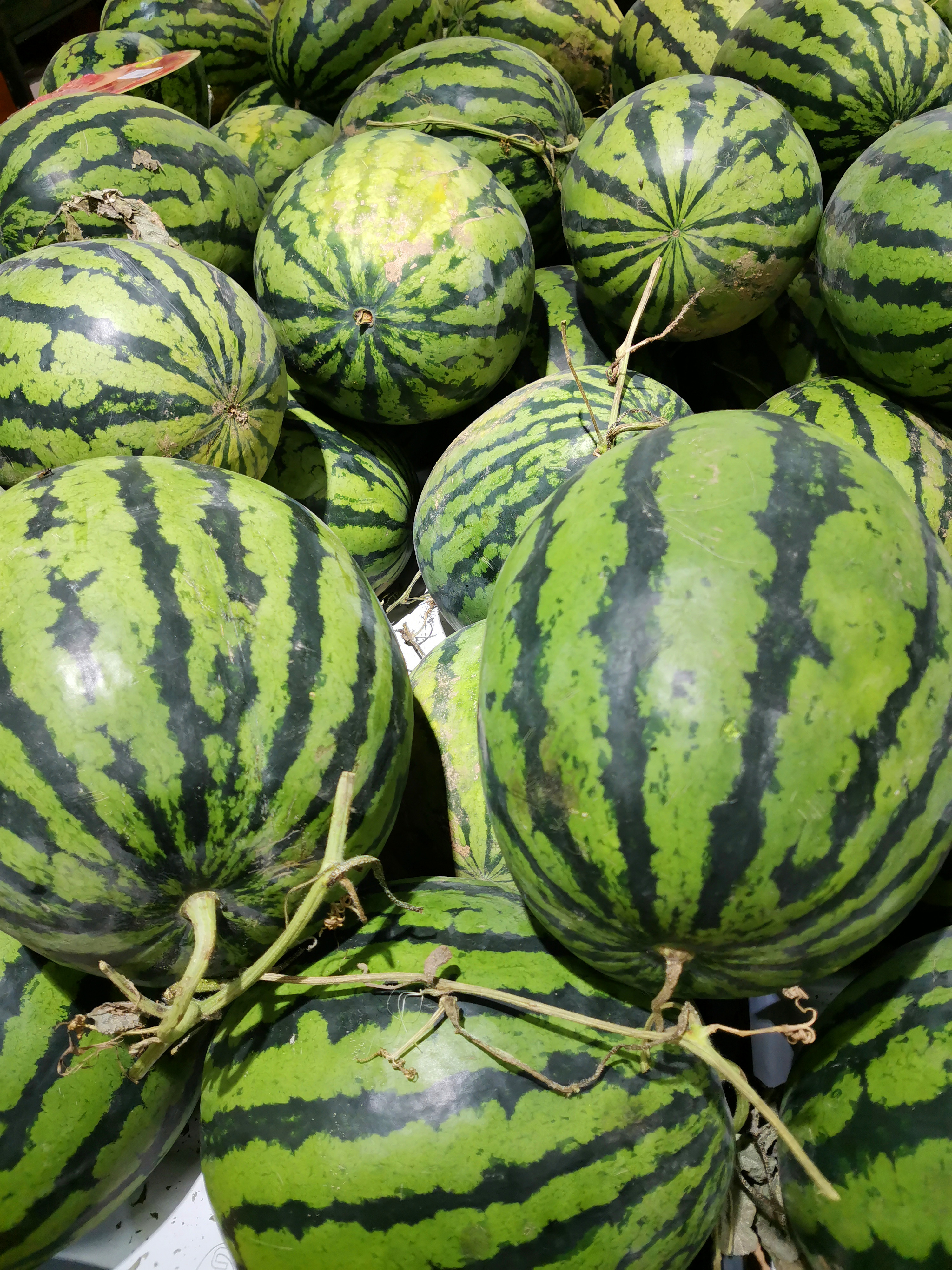 果农教你挑西瓜,瓜农教你地里挑西瓜技巧