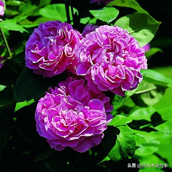 完全无刺的月季花,月季没刺的品种