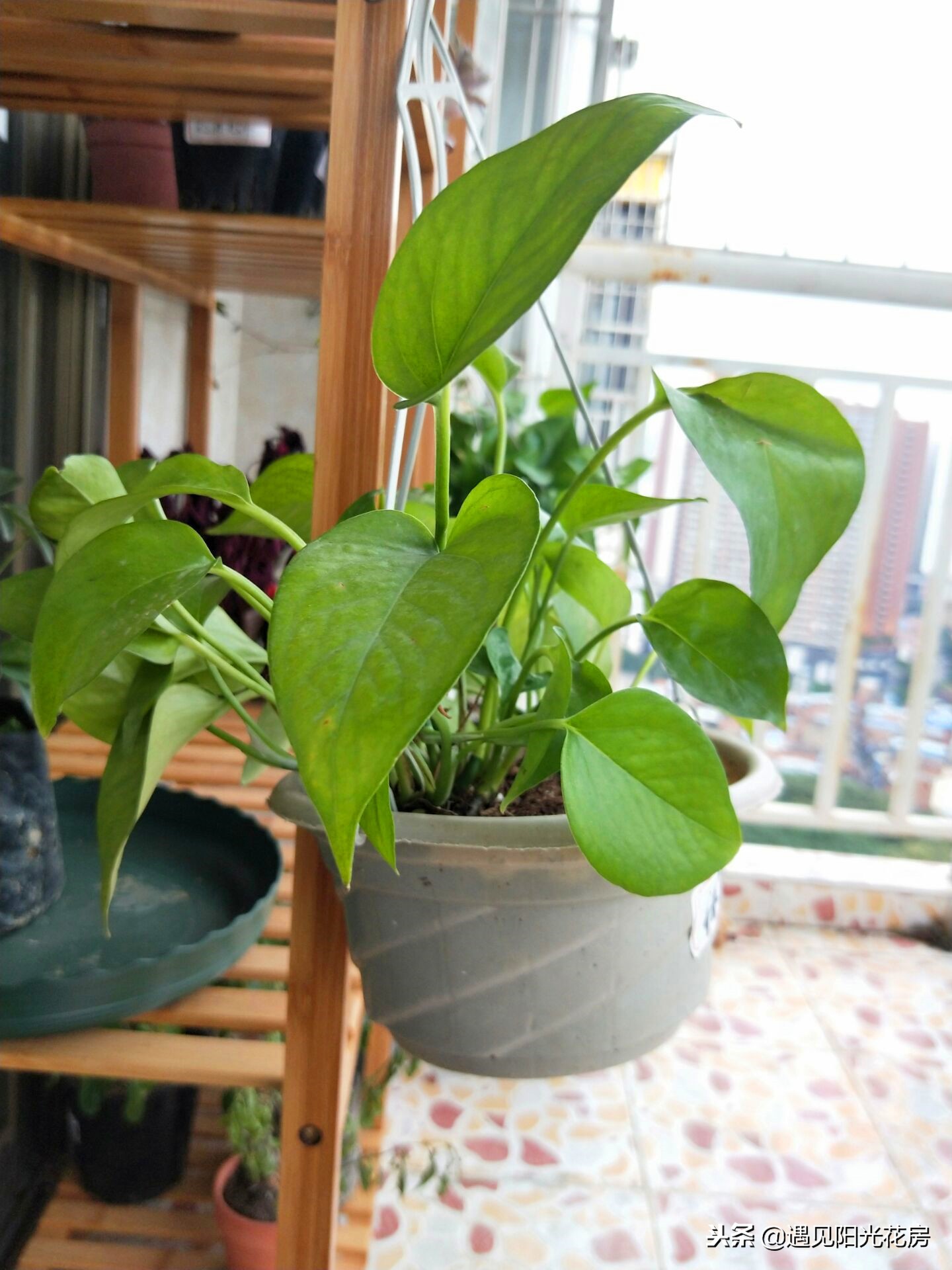 水培绿萝的叶子为什么卷曲不舒展,绿萝新长出来的叶子为什么卷曲