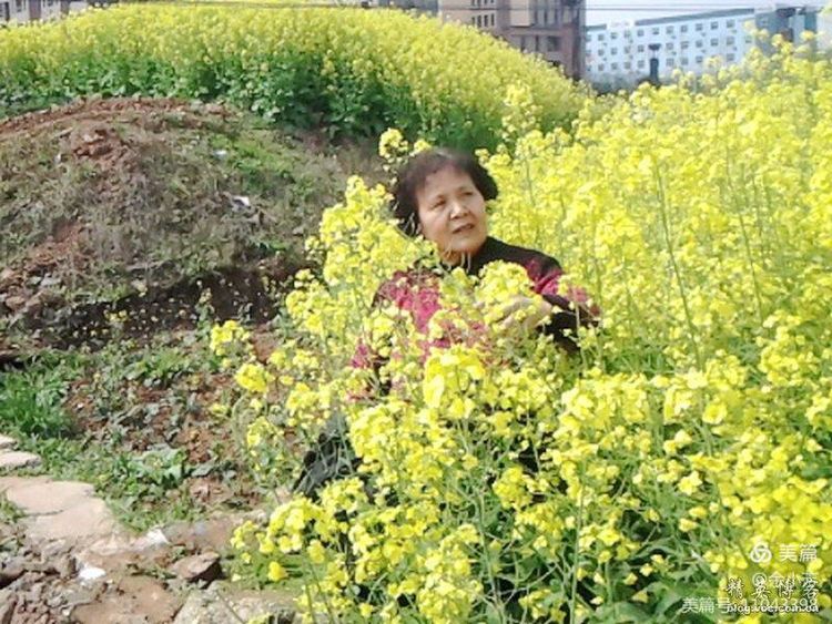 梦中的油菜花田,梦中的油菜花完整版