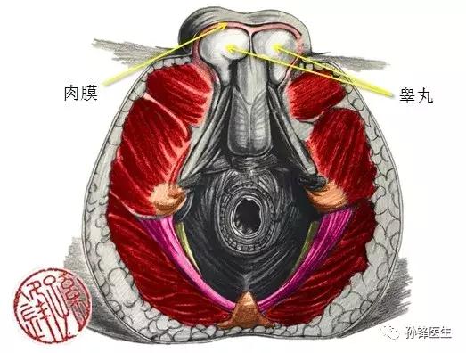 医学笔记︱男性会阴部的肌肉系统(中肛管水平):(下)