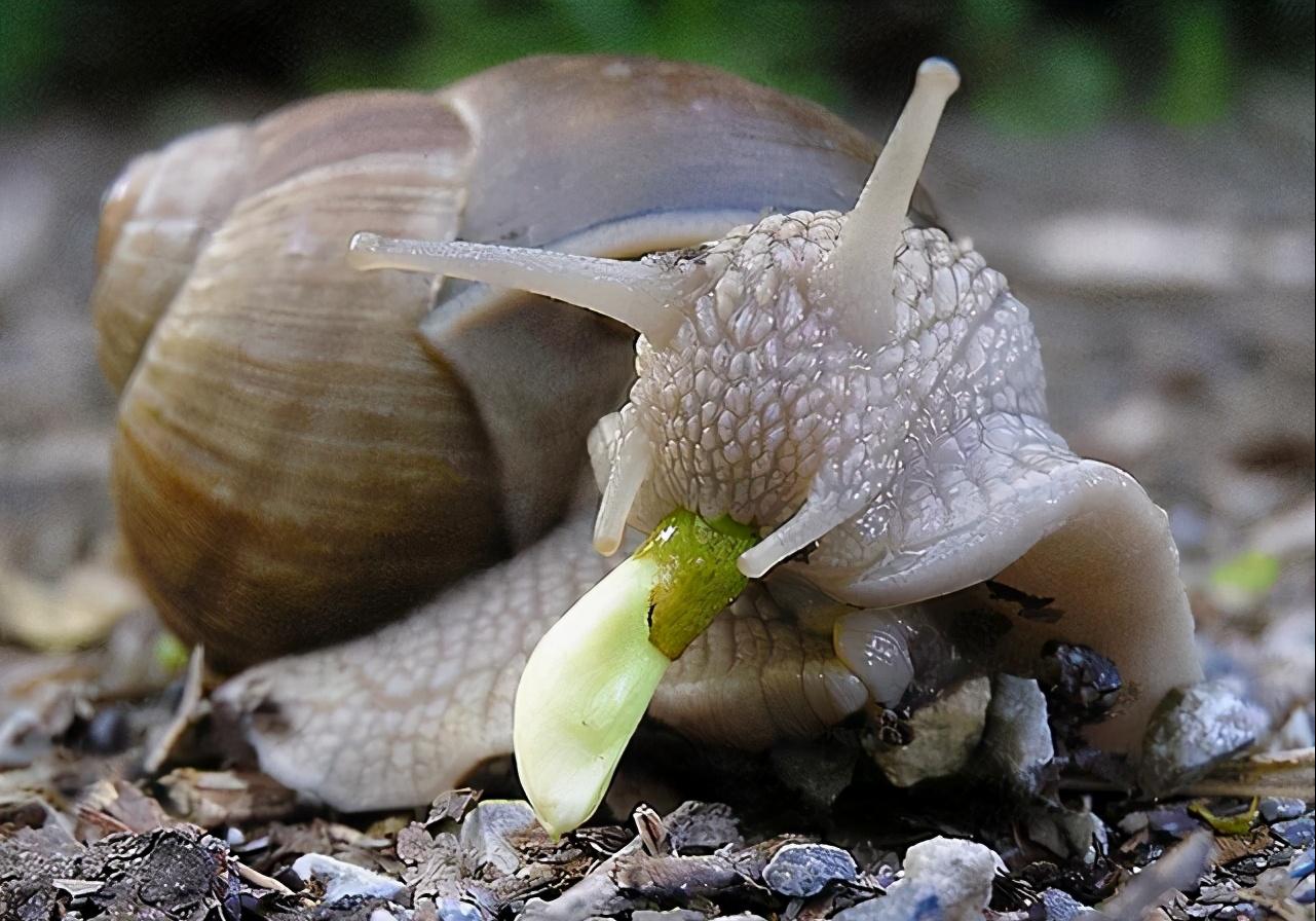 7月1日，海关通报截获29只寄往北京的活体盖罩大蜗牛！危害有多大