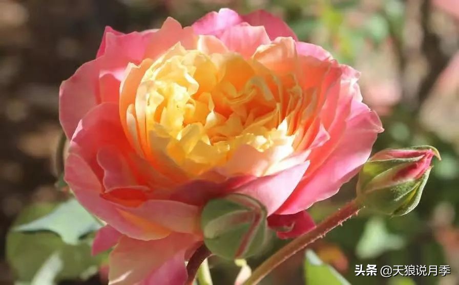 怦然心动月季,怦然心动月季秋季什么样