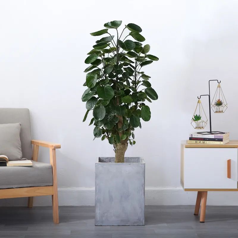 福禄桐养护方法,福禄桐绿怎么养