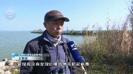 “屎到淋头”？嘴叼面包喂昆明海鸥大家最担心的事情发生了？