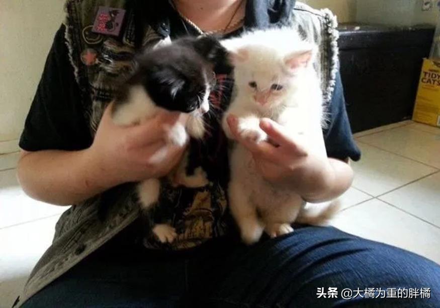 两只猫被收养后的幸福生活,两只流浪猫被收养后的幸福生活