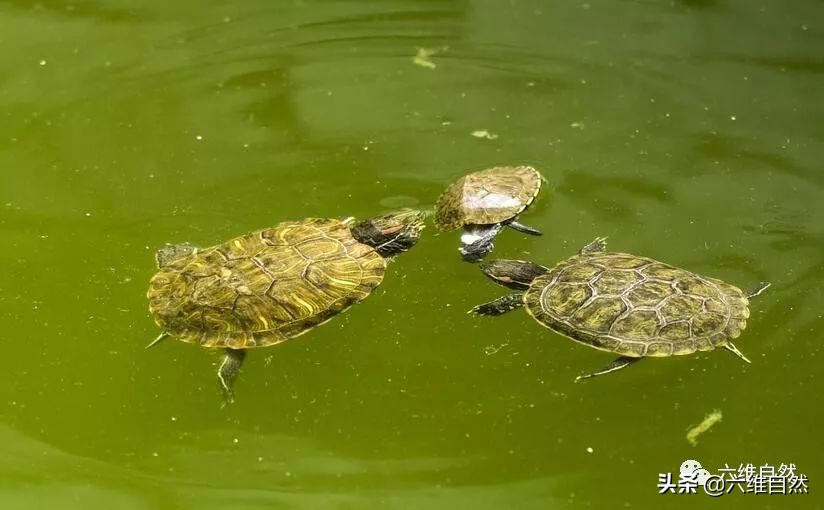巴西龟和土龟混战,巴西龟成体欺负小乌龟吗