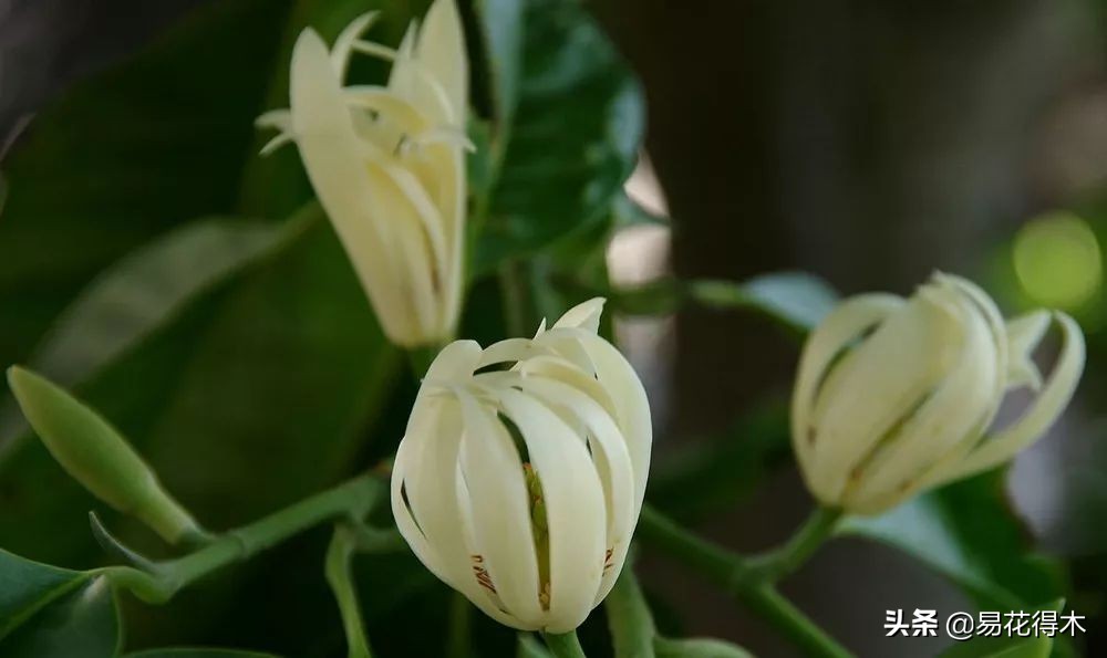 佛教为什么有五树六花,佛教中的五树六花图片