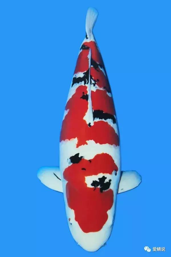 水体ph高的症状,水体ph高最快的解决办法