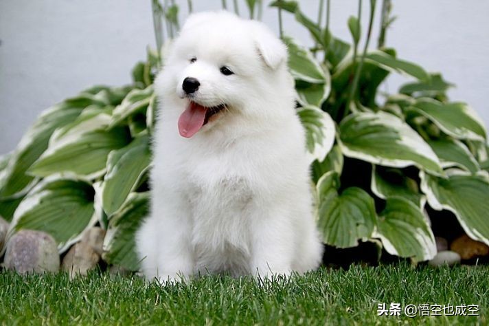 萨摩耶阿拉斯加哈士奇在草原上玩,阿拉斯加哈士奇萨摩耶三傻哪个大