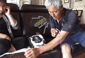 女主人这个部位天天被狗吮吸,男主人脸色铁青……