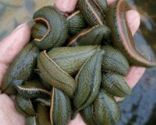 蚂蟥的生命力和繁殖能力是超强的,蚂蟥能不能在体内繁殖