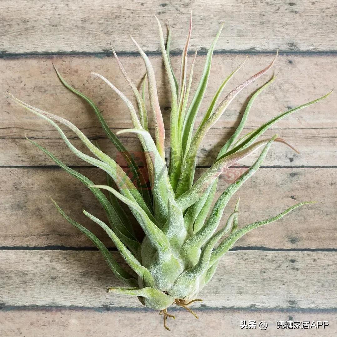 春天花会开|这20家植物淘宝店，植物杀手看了也想买！