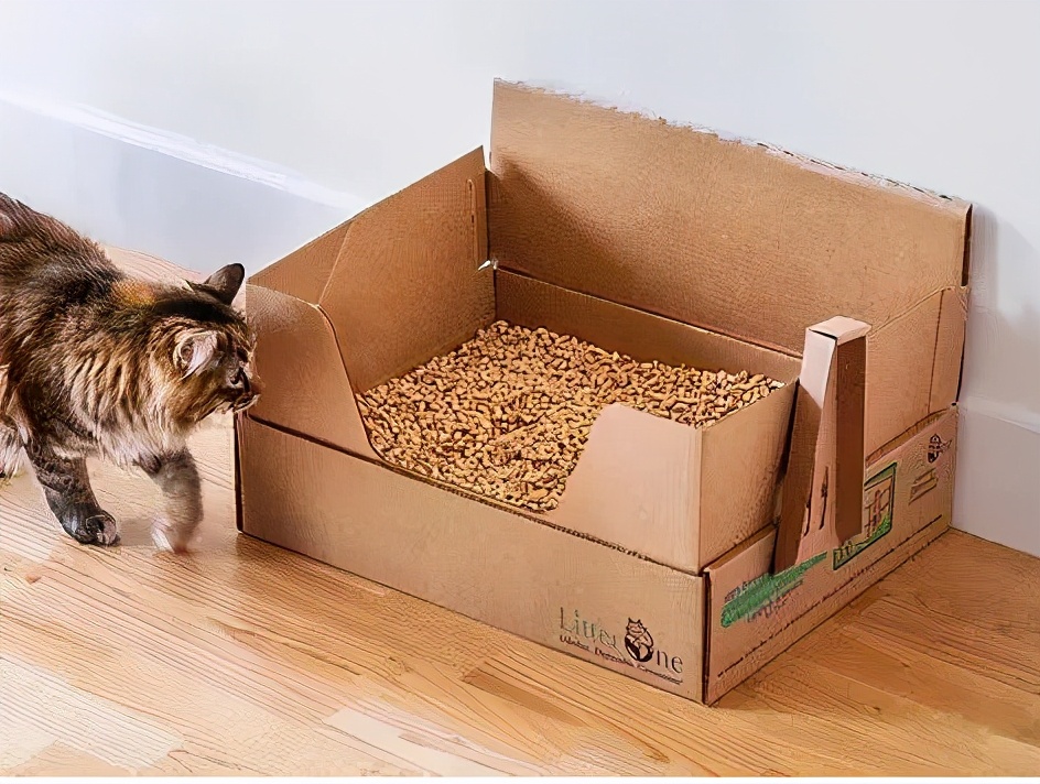 假期不在家猫怎么办,假期不出门的猫