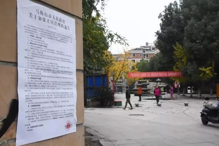 马鞍山流浪狗救助中心在哪里,曝光流浪狗救助真相