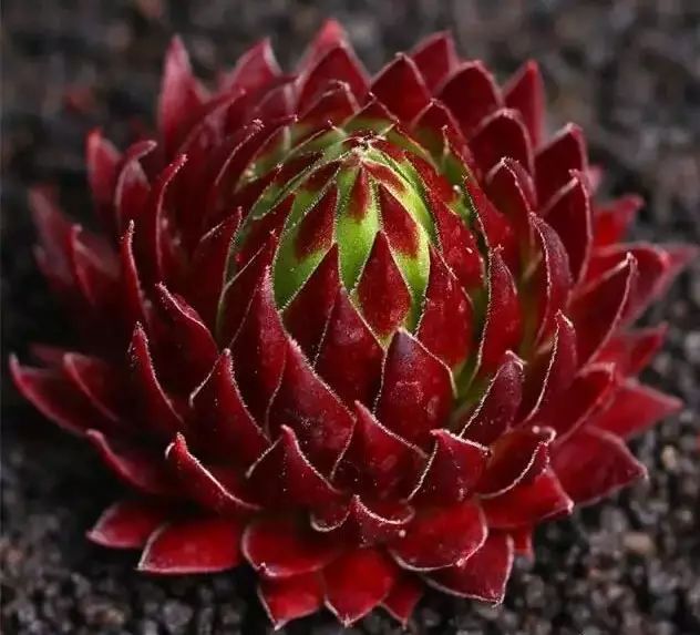 多肉早安图片大全,多肉大全100图