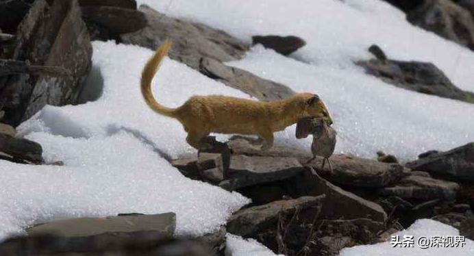 黄鼠狼为什么不能养,哪个地区人工饲养黄鼠狼
