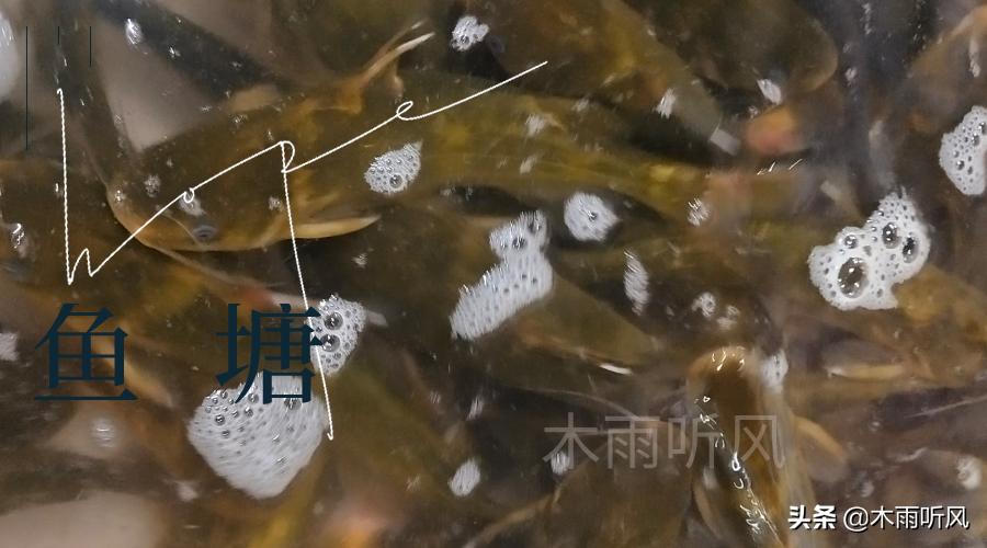 气温高鱼翻塘怎么处理,养鱼氨超标如何处理