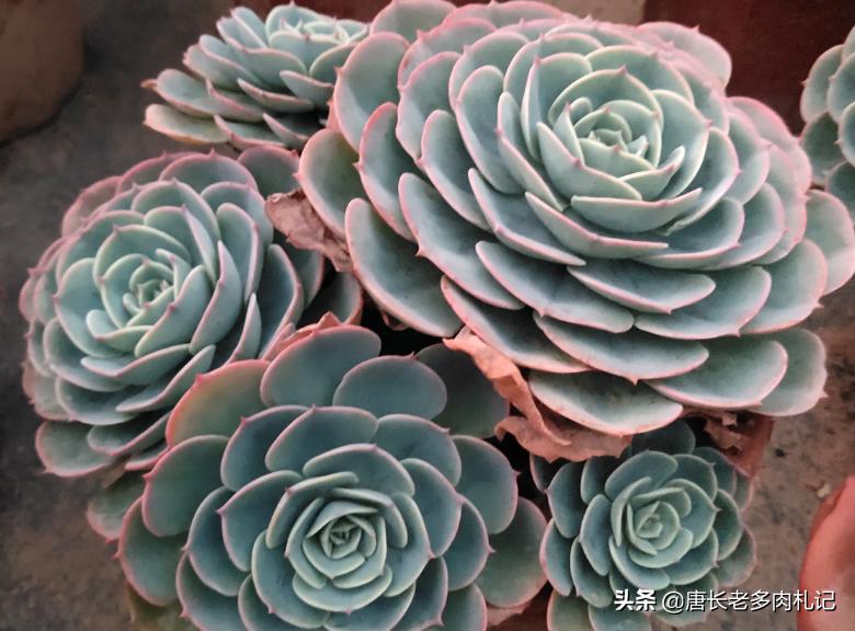 玉蝶夏季能不能摘心,怎么给多肉玉缀换盆