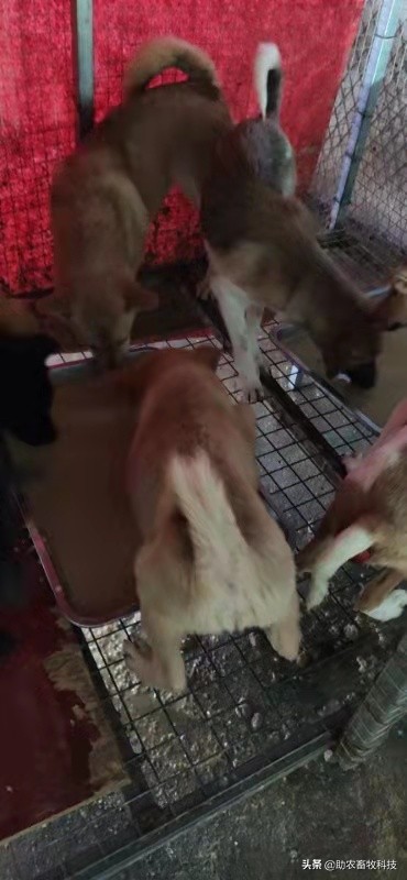 豆腐渣发酵饲养肉狗效果,发酵豆渣喂狗配方