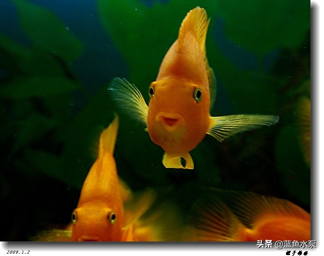 蓝鲨鹦鹉鱼饲养方法视频,饲养鹦鹉鱼要经常换水吗
