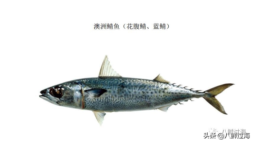 青花鱼跟鲐鲅鱼,青花鱼和鲐鲅鱼的区别