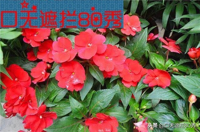 口无遮拦原视频,口无遮拦是怎样的