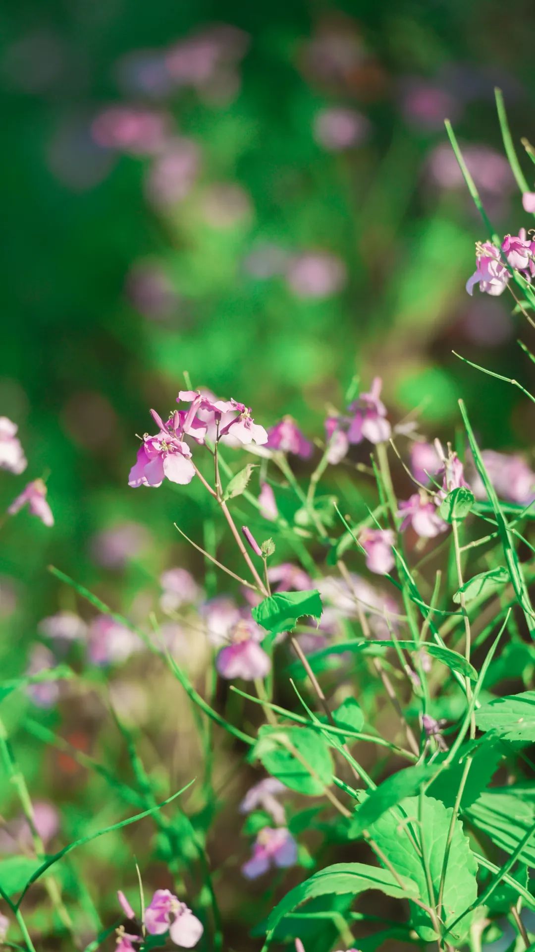 黄鹤楼细支神秘花园,黄鹤楼神秘花园