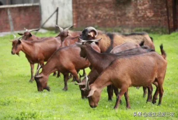 效益高收益稳定的养殖项目有哪些,有什么投资小收益高的养殖项目